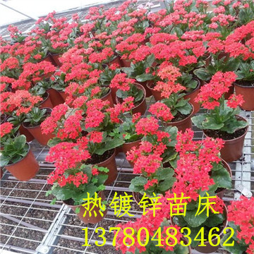 <a href='/' target='_blank'><a href='http://m.formotiv.cn/miaochuangsheshi/203.html'target='_blank'>花架網(wǎng)</a></a>