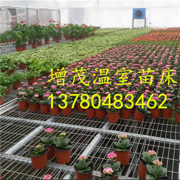溫室<a href='/' target='_blank'><a href='http://m.formotiv.cn/miaochuangsheshi/203.html'target='_blank'>花架網(wǎng)</a></a>廠家