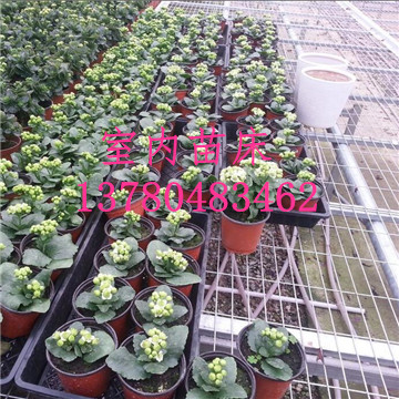 溫室<a href='/' target='_blank'><a href='http://m.formotiv.cn/miaochuangsheshi/203.html'target='_blank'>花架網(wǎng)</a></a>廠家